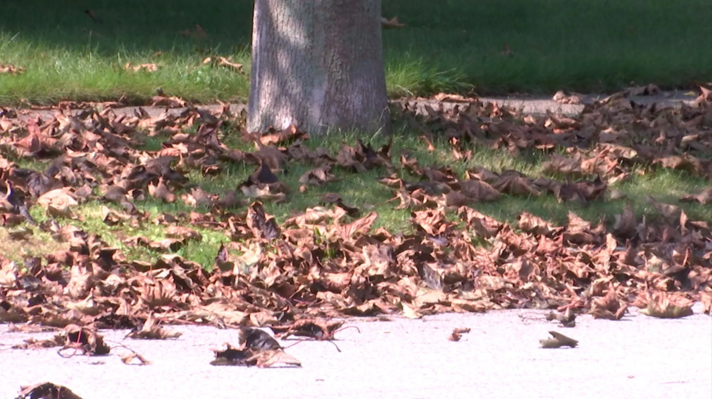 Tree Leaves Falling Too Soon
