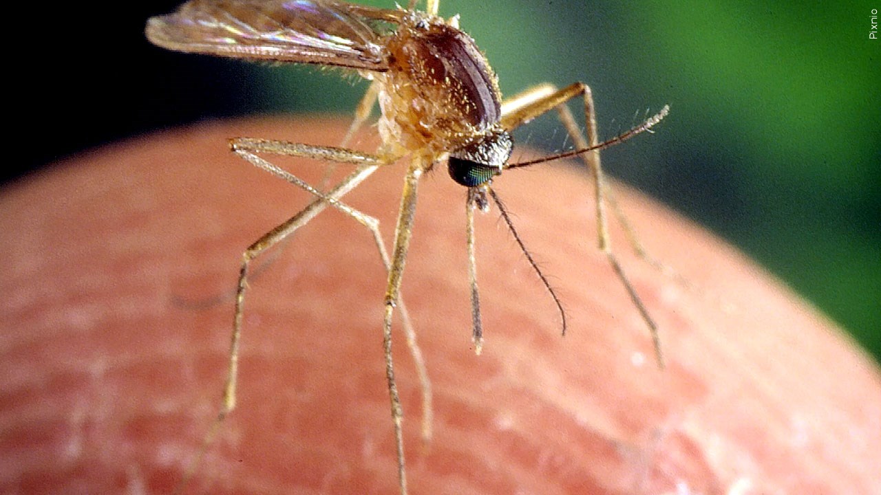 Mosquito, Tick Populations Are Booming: How To Stay Safe In The Great Outdoors