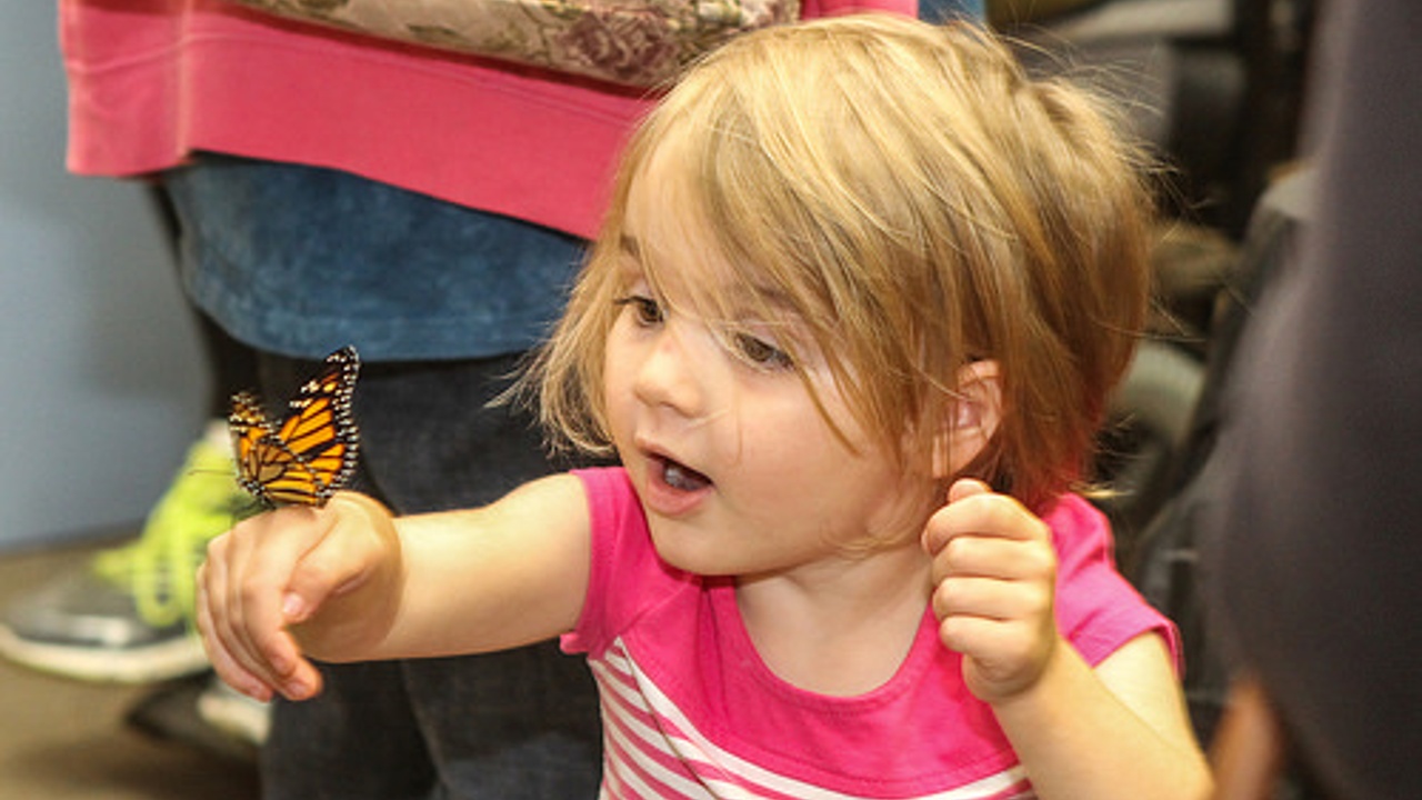 Audubon Community Nature Center To Host ‘Monarch Butterfly Festival’