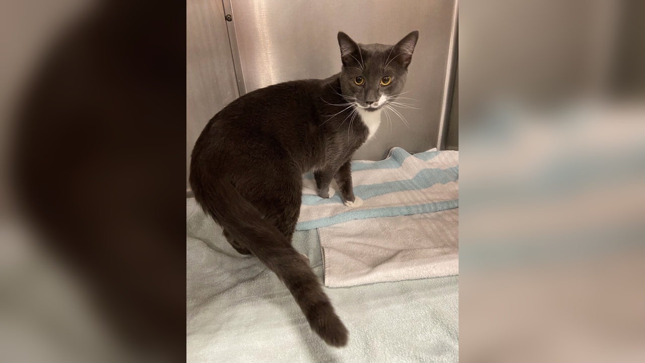 Meet Mario! Our Pet of the Week