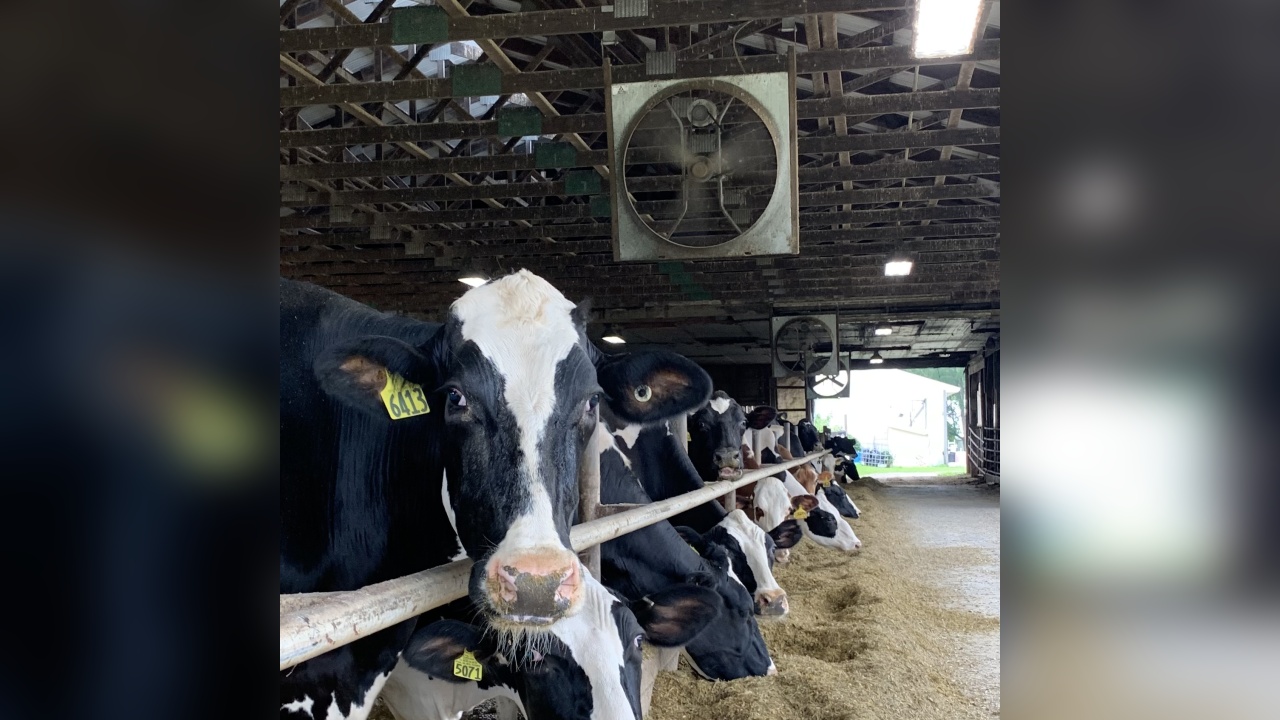 Dewittville Family Farm Keeping Cows Cool Amid Summertime Heat