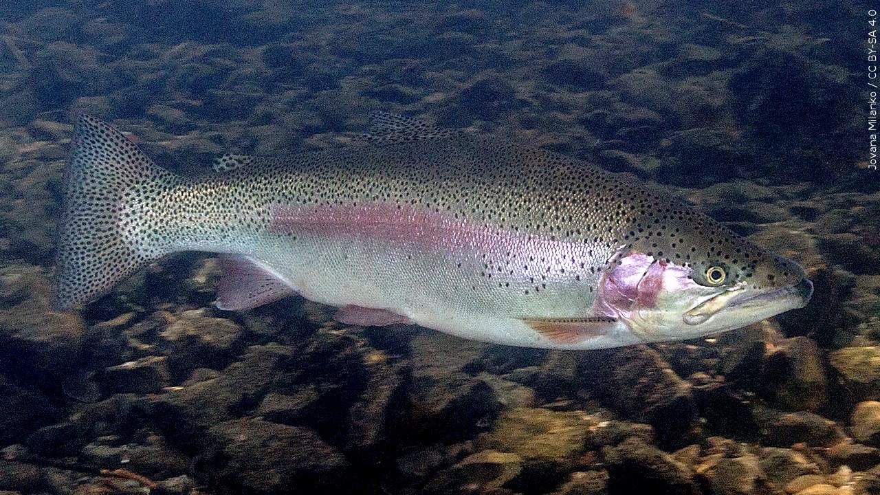 DEC Confirms Trout Reproduction In Lake Erie, Frist Time In Over 60-years