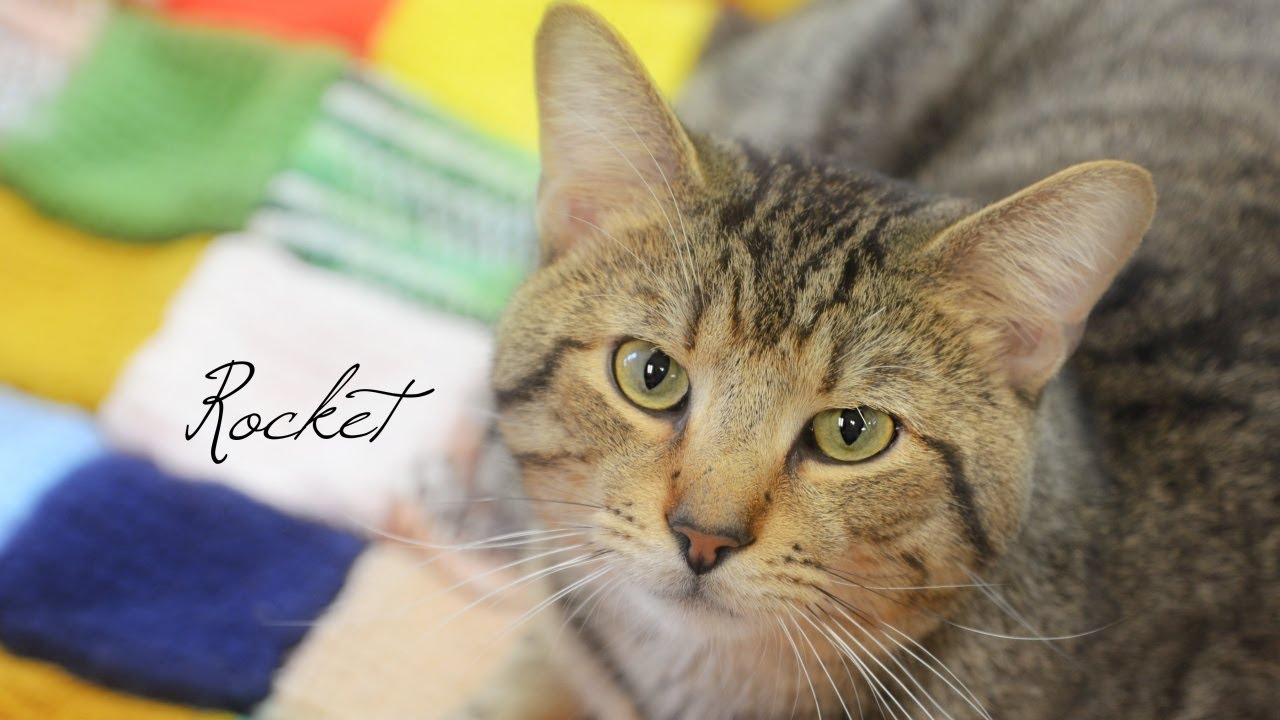 Meet Rocket! Our Pet of the Week