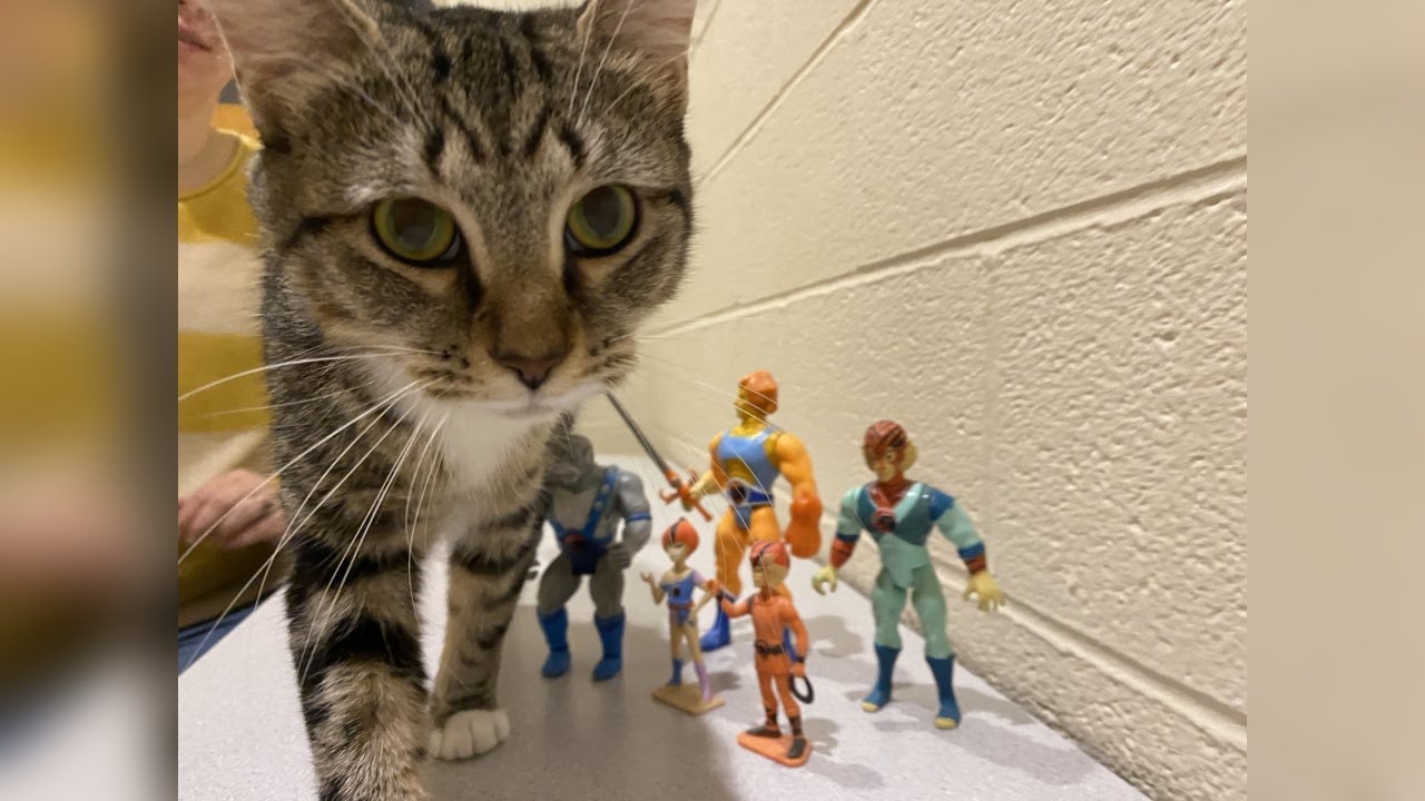 Meet Cheetah! Our Pet of the Week