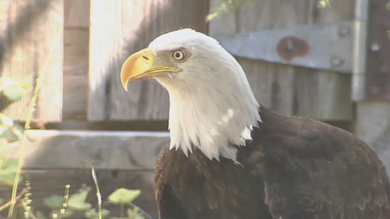 Liberty The Bald Eagle Is Nature Center’s Superstar