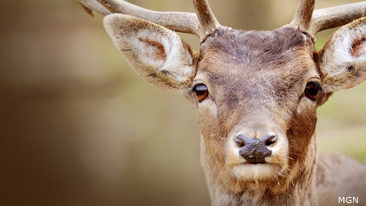 Deer Are Leaping To Their Deaths Off This Pennsylvania Bypass