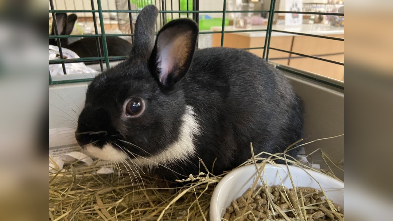 Meet Mellon! Our Pet of the Week 