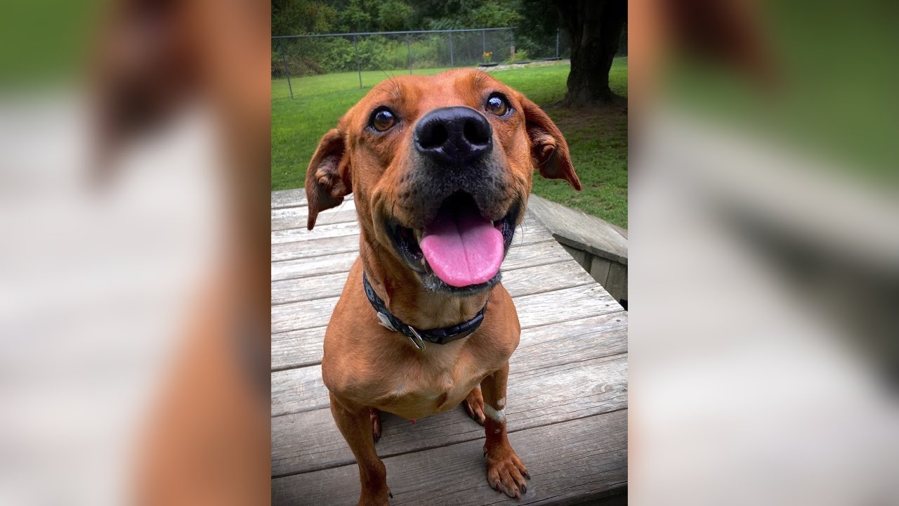 Meet Barney! Our Pet of the Week