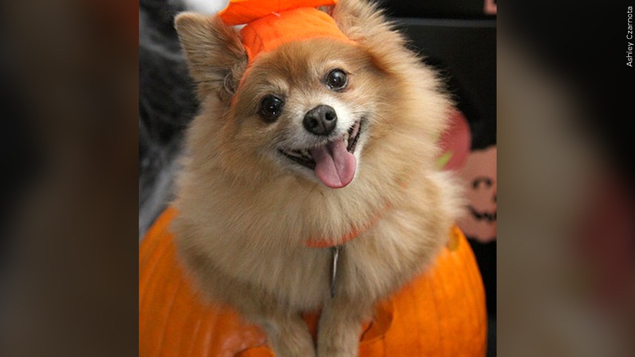 Registration Opens For Humane Society’s Walk For Paws Pet Costume Parade