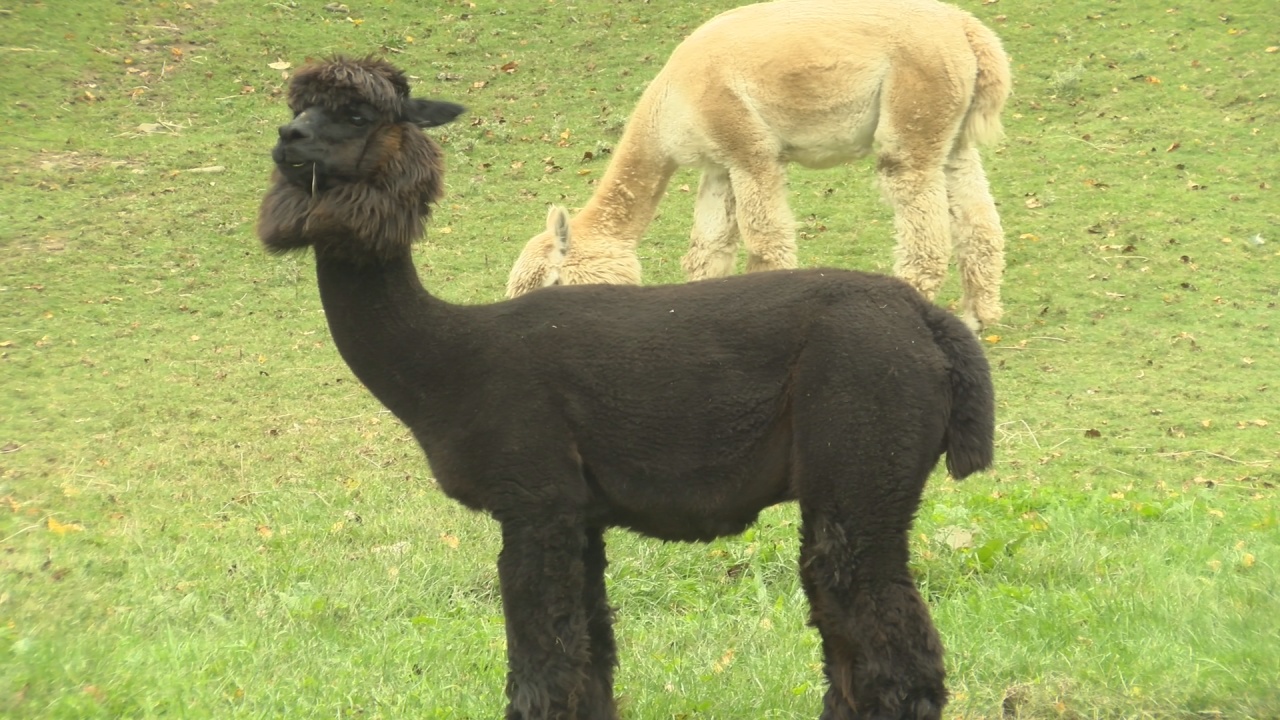 Kennedy Farm Readies To Celebrate All Things Alpaca This Weekend