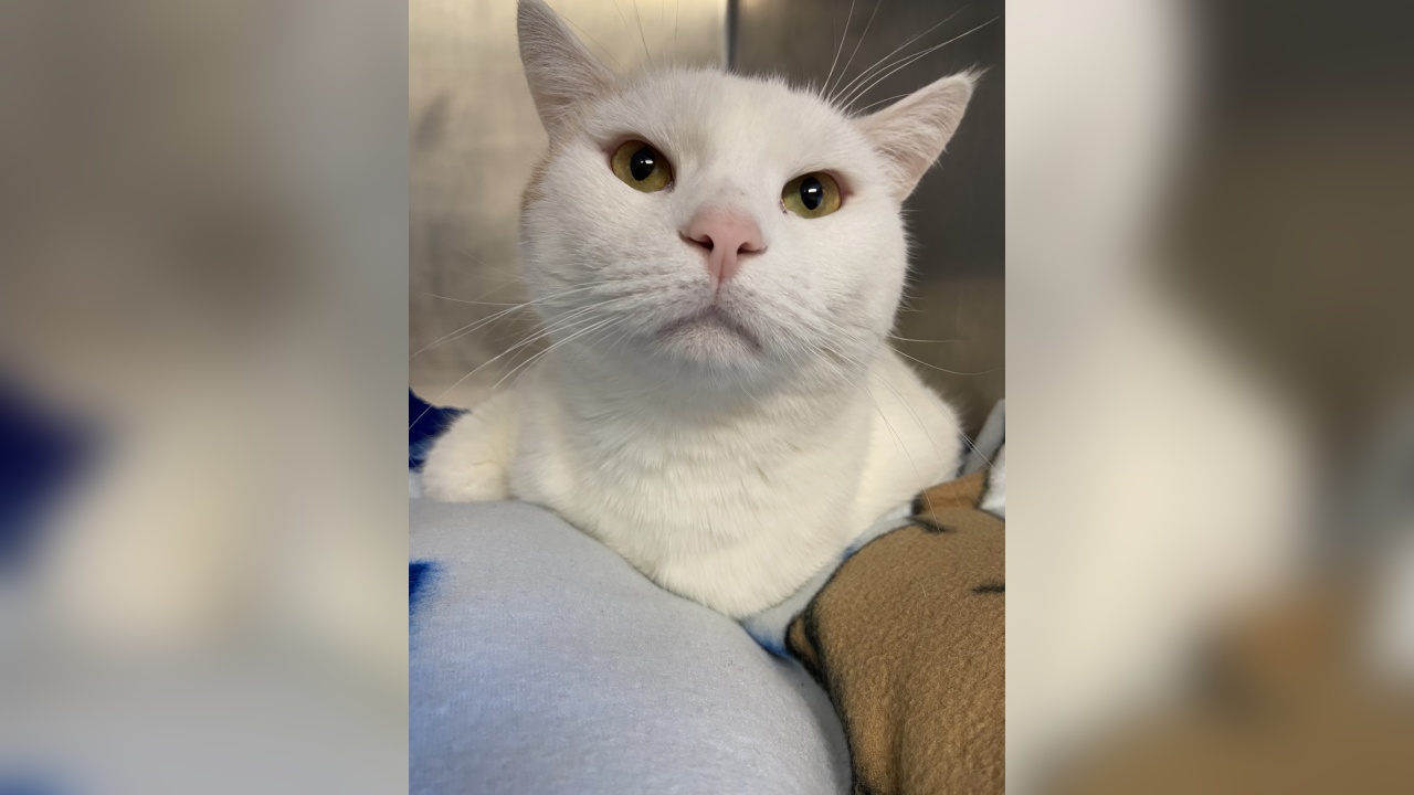 Isaac Fluffernutter, Our Pet of the Week