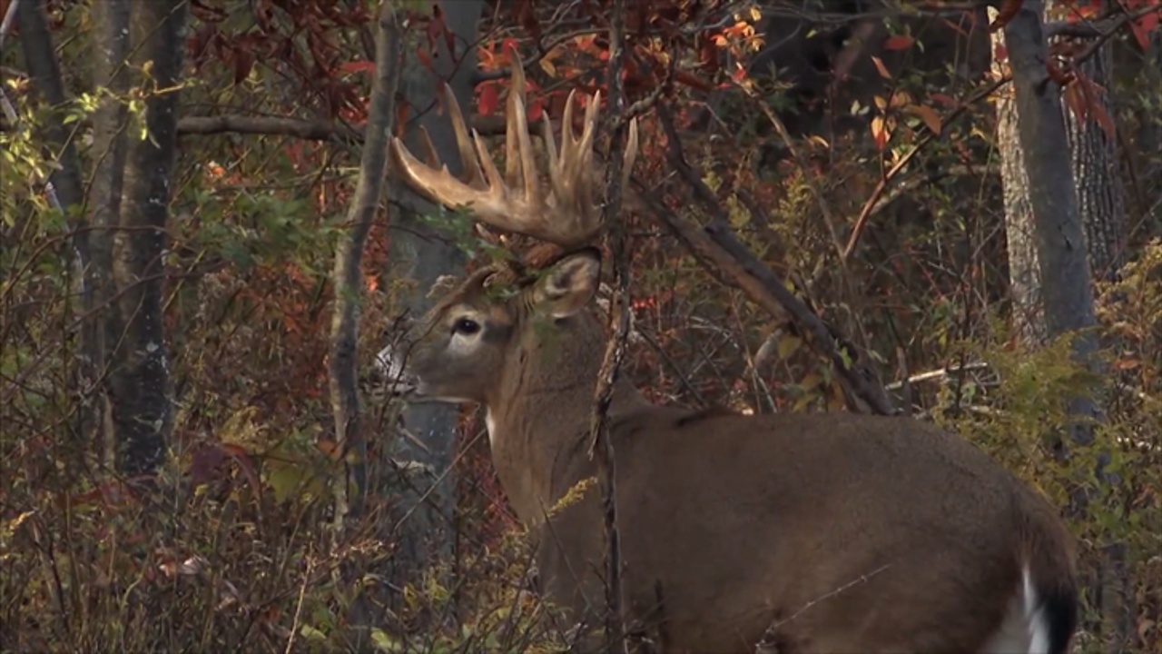 Deer Activity To Pick Up Soon, Increasing Chances Of Collisions