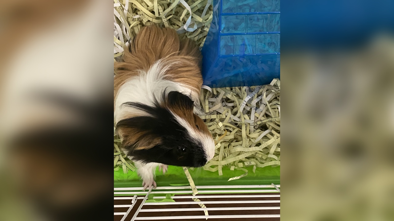 Meet Duke! Our Pet of the Week 