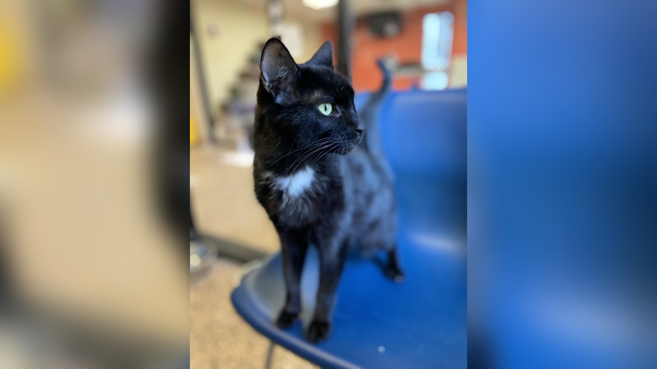 Meet Moose! Our Pet of the Week  