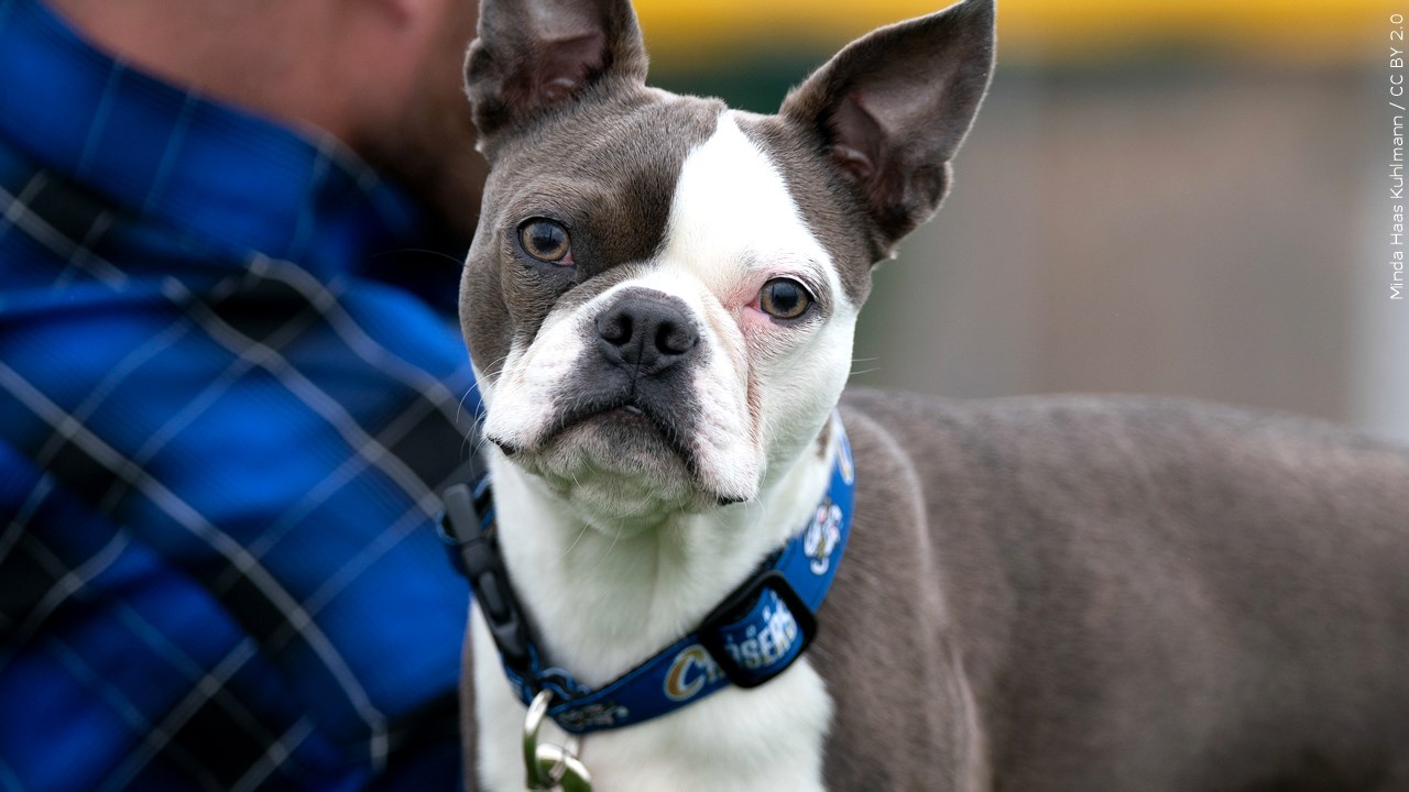 New Jamestown Dog Park, Return Of Summer Rec Programming Planned 