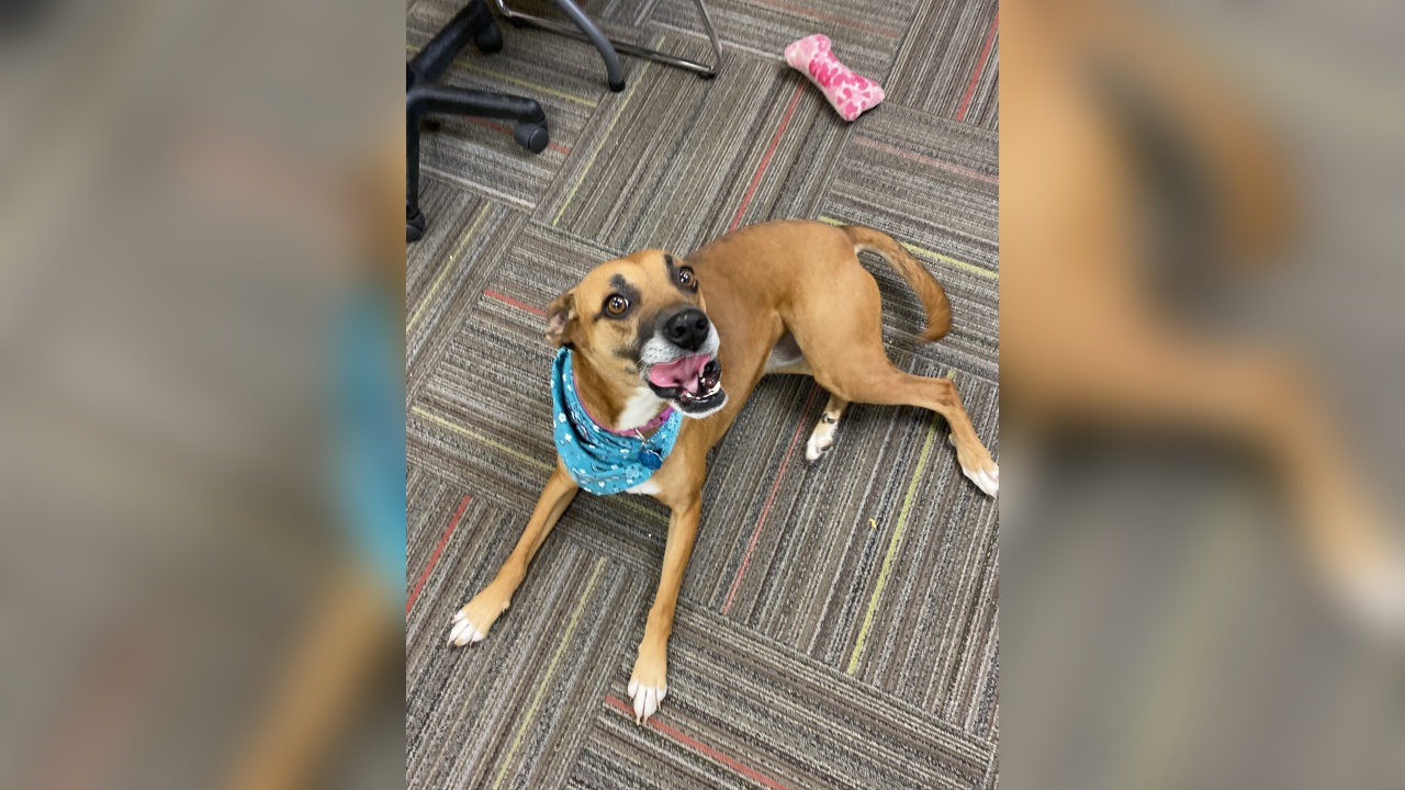 Meet Flora! Our Pet of the Week   