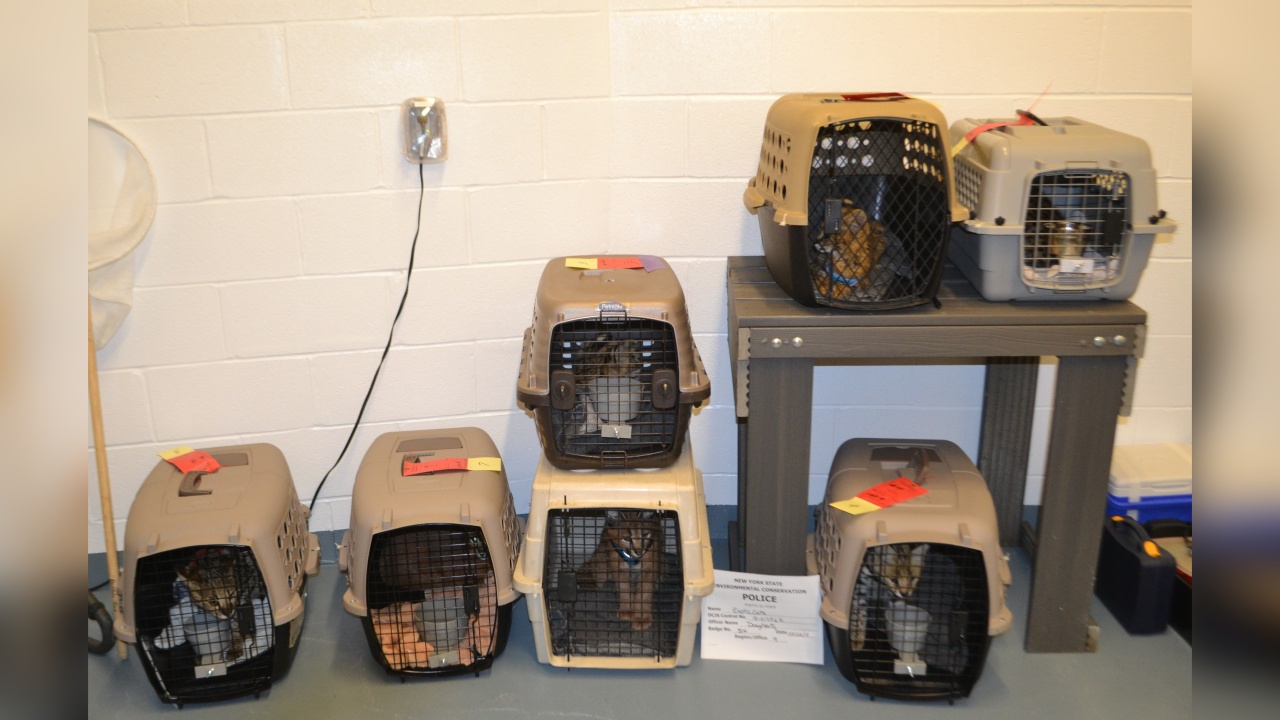 Buffalo Man Sentenced To Prison For Trafficking African Wild Cats