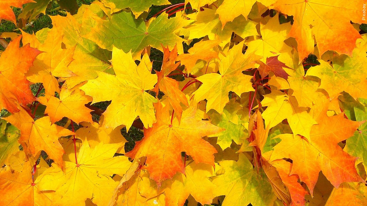 Fall Leaf Collection Set To Get Underway Next Week In Jamestown