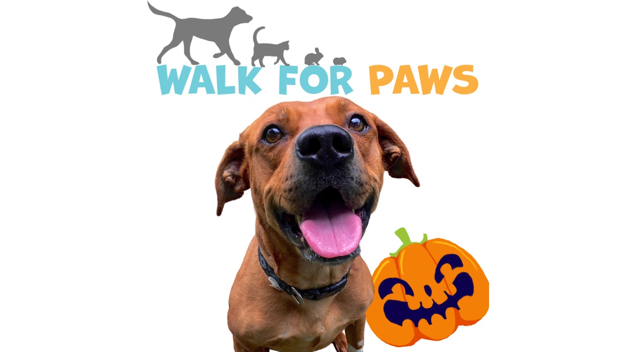 Meet Barney! Our Pet of the Week  