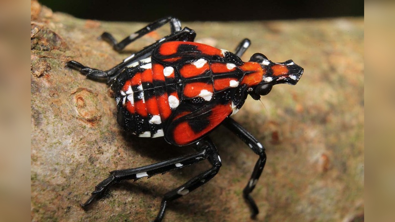 PA Dept. Of Agriculture: “If You See It, Squash It”