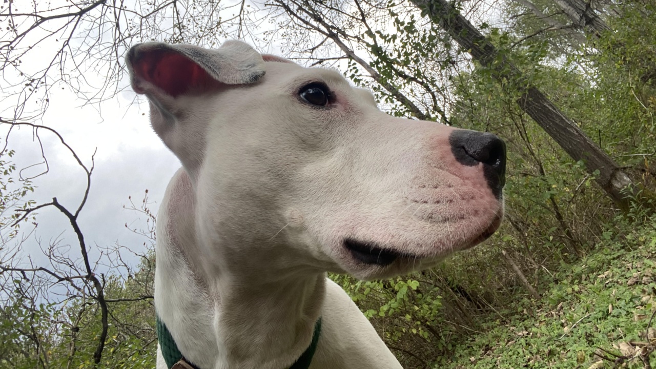 County Humane Society Waves Adoption Fee For Vets, Active Military