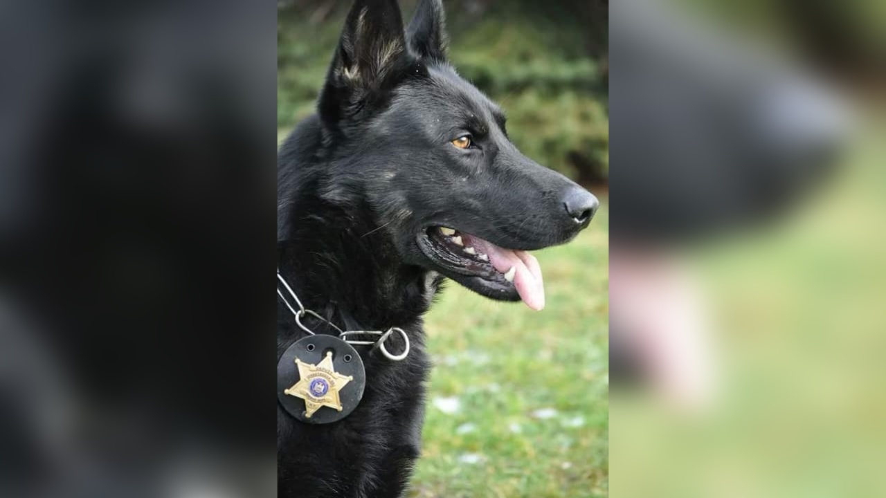 Retired Chautauqua County Sheriff K-9 Passes Away