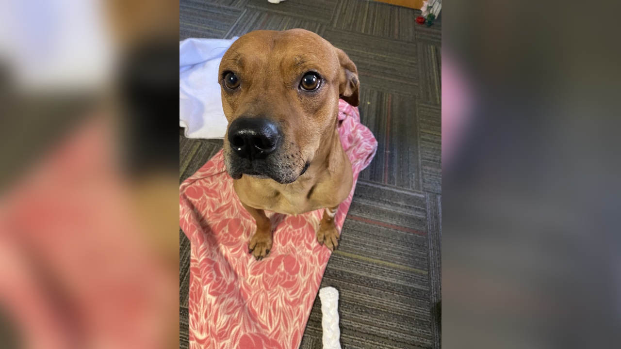 Meet Barney! Our Pet of the Week  