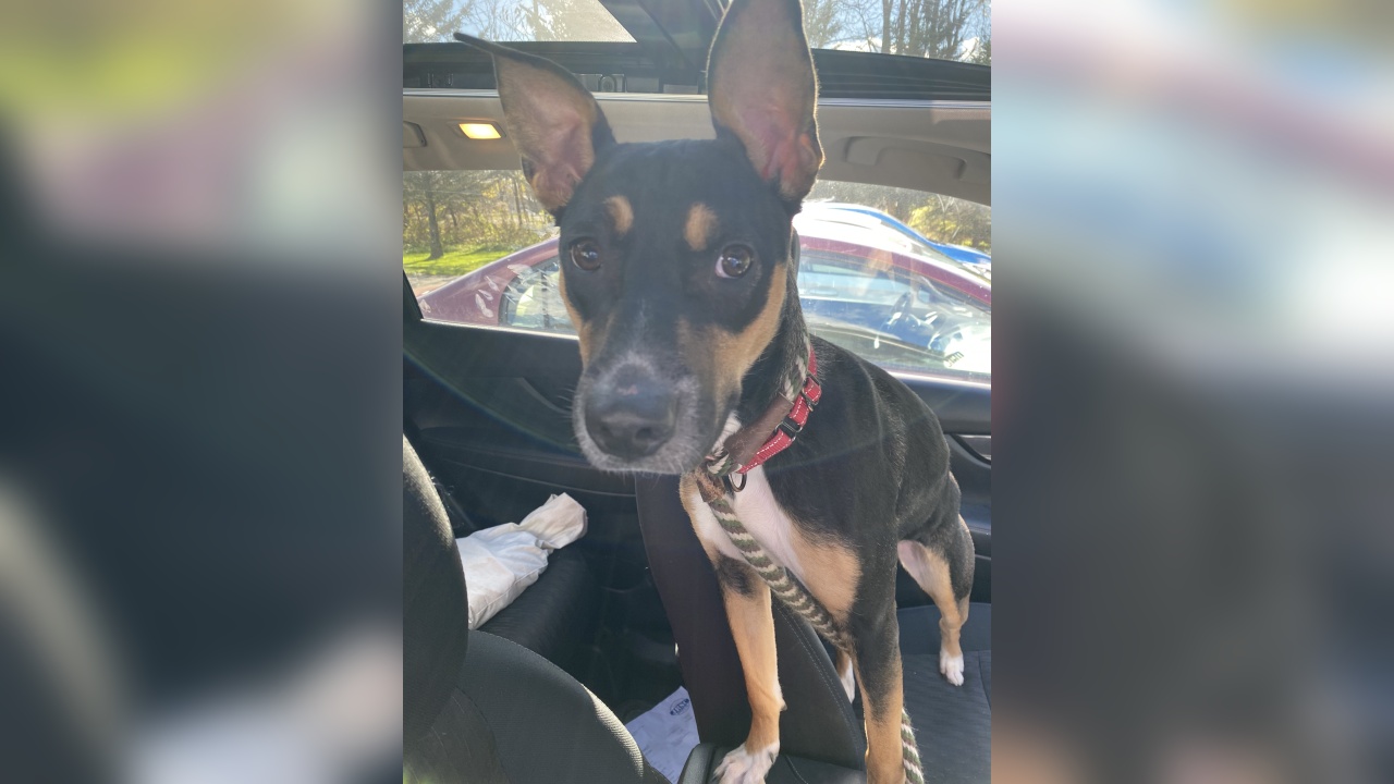 Meet Cheri! Our Pet of the Week