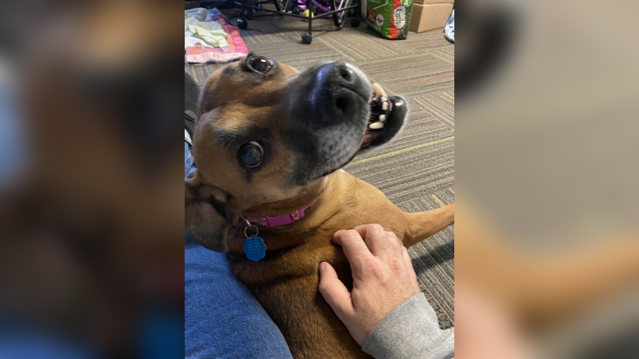 Meet Flora! Our Pet of the Week