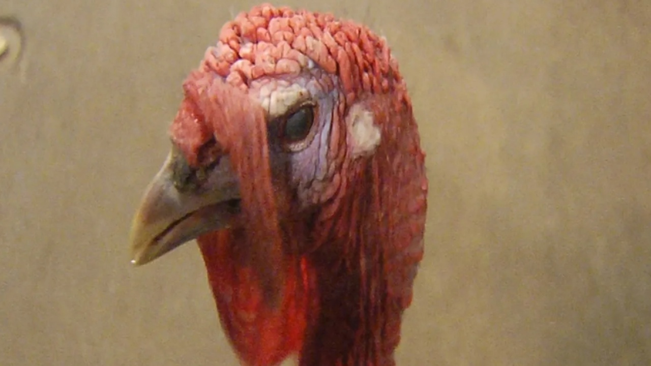 Erie Zoo Turkey Enjoying The Good Life