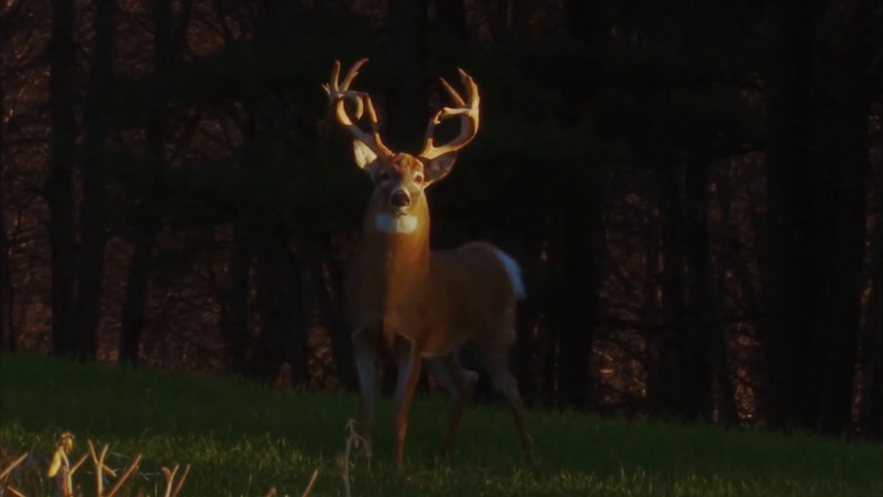 Why Motorists May Want To Think Twice Before Swerving To Avoid A Deer