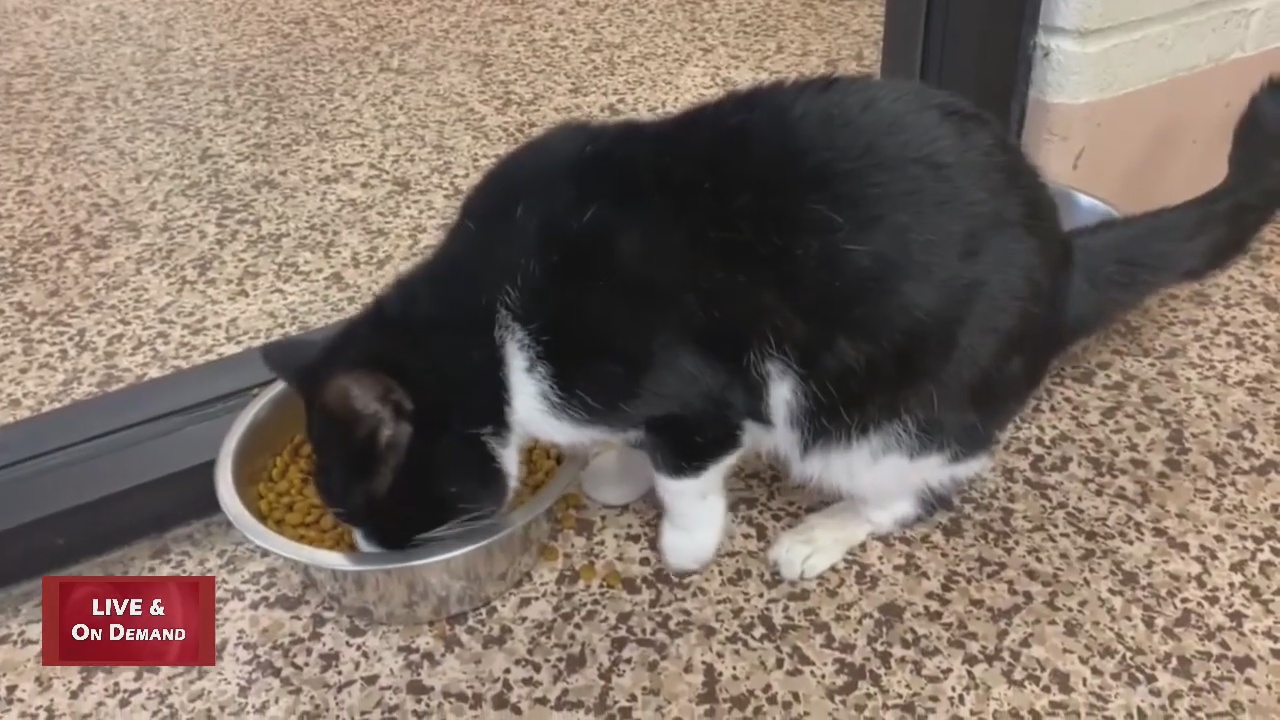 Meet Mickey! Our Pet of the Week