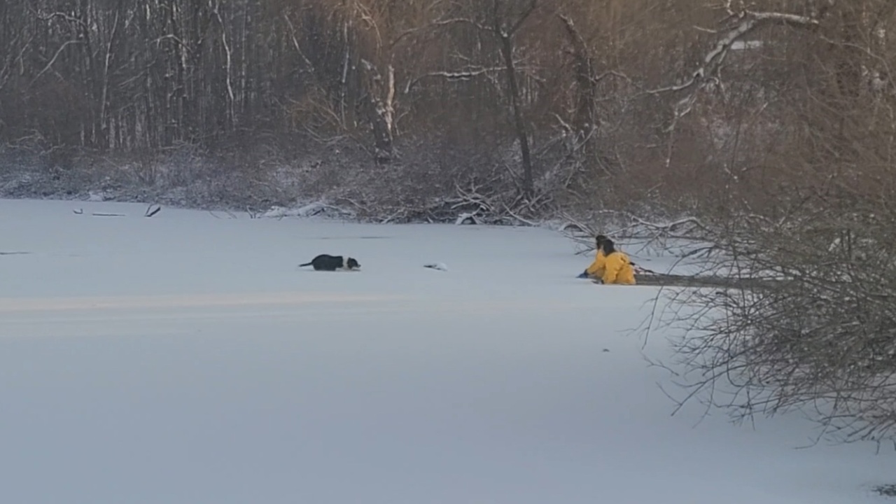 Frewsburg Fire Crews Rescue Dog Stuck On A Frozen Pond WNY News Now