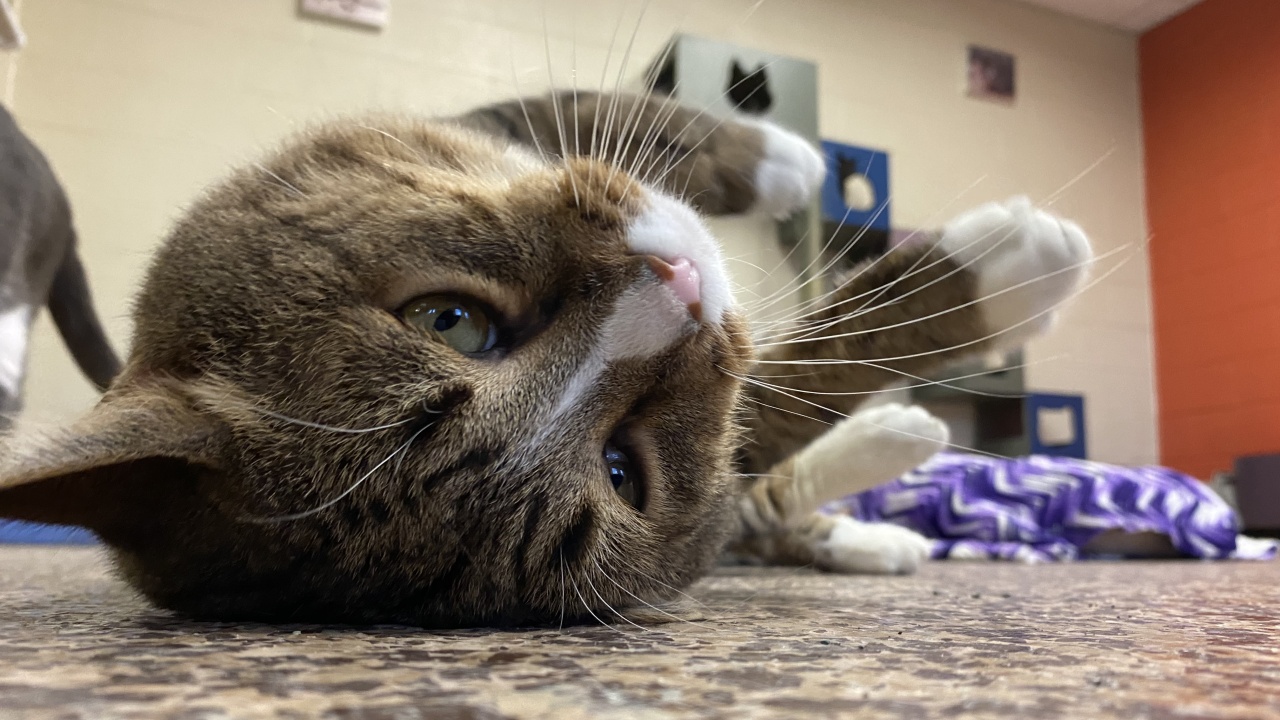 Meet Kevin! Our Pet of the Week