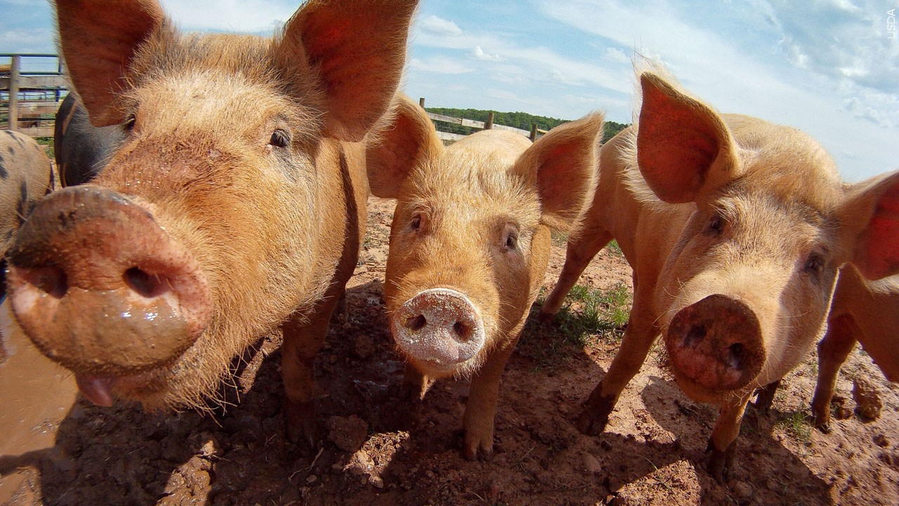 City of Jamestown Reminds Residents: Barn Animals Prohibited Within City Limits