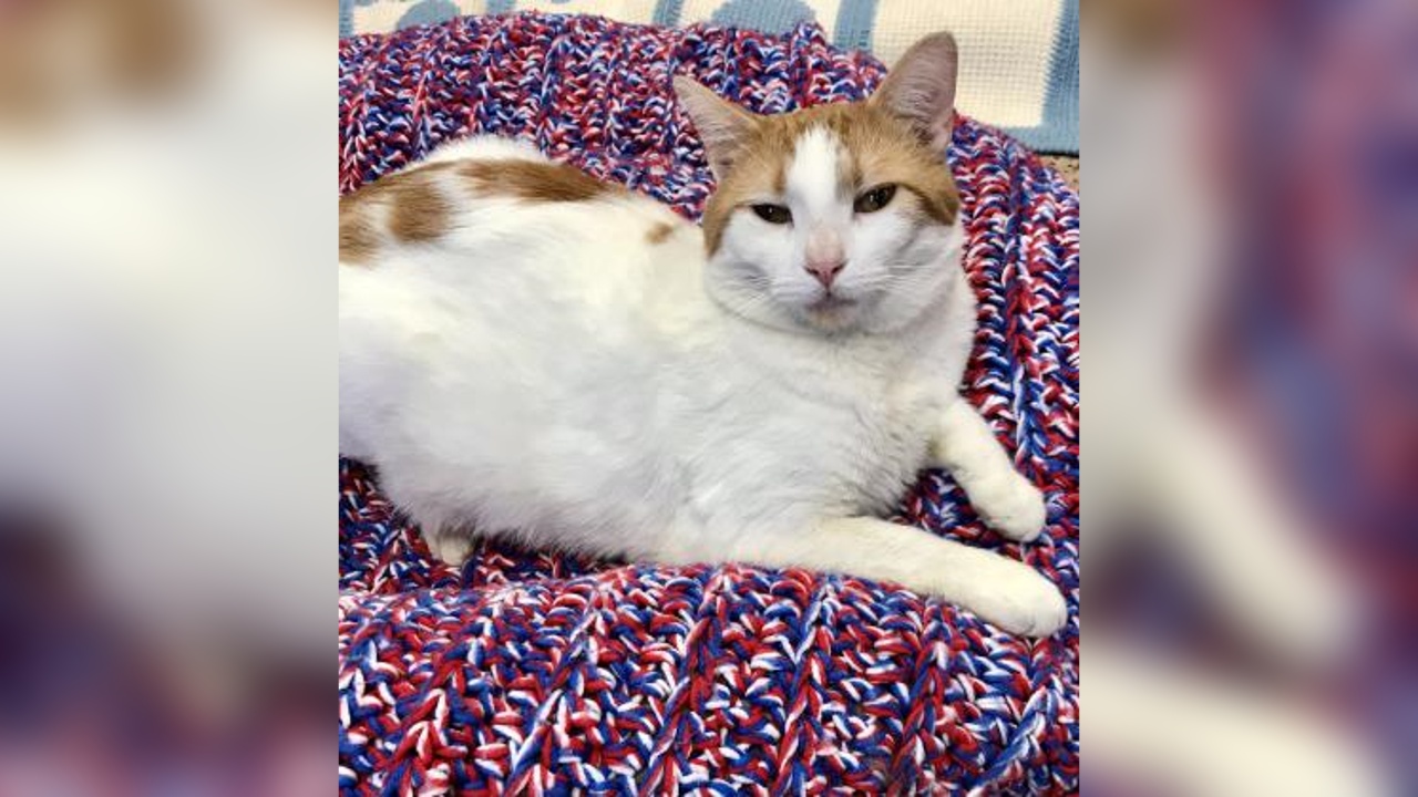 Meet Smidge! Our Pet of the Week