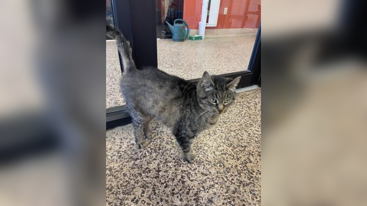 Meet Saber! Our Pet of the Week