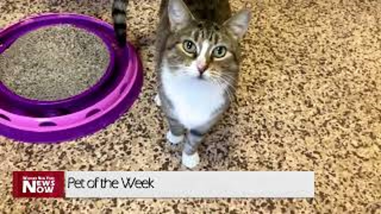 Meet Bootsy! Our Pet of the Week