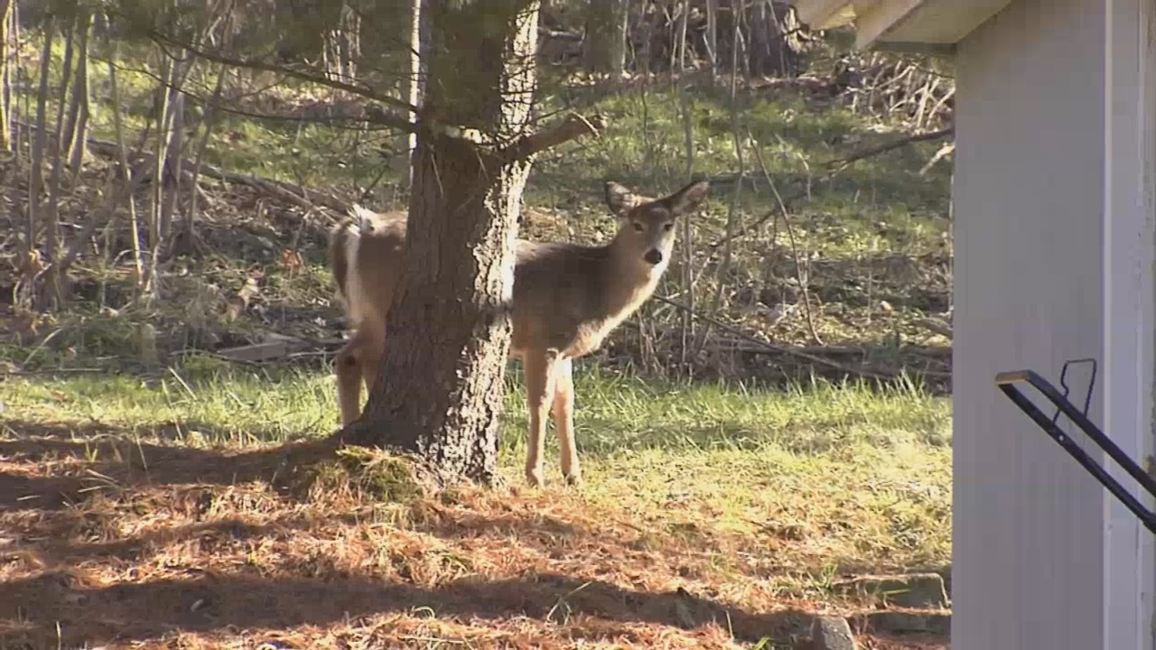 Neighborhood Deer Still A Problem In Jamestown