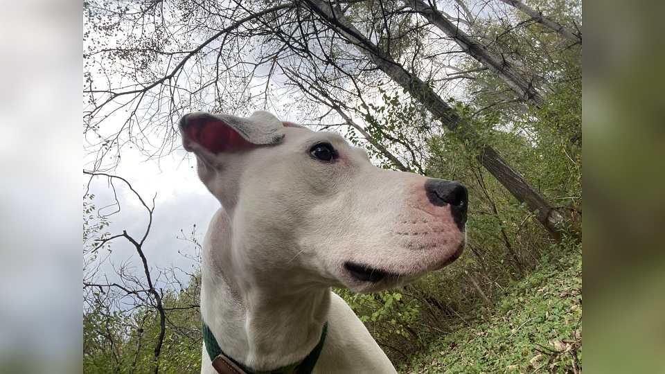 Meet Eliza! Our Pet of the Week