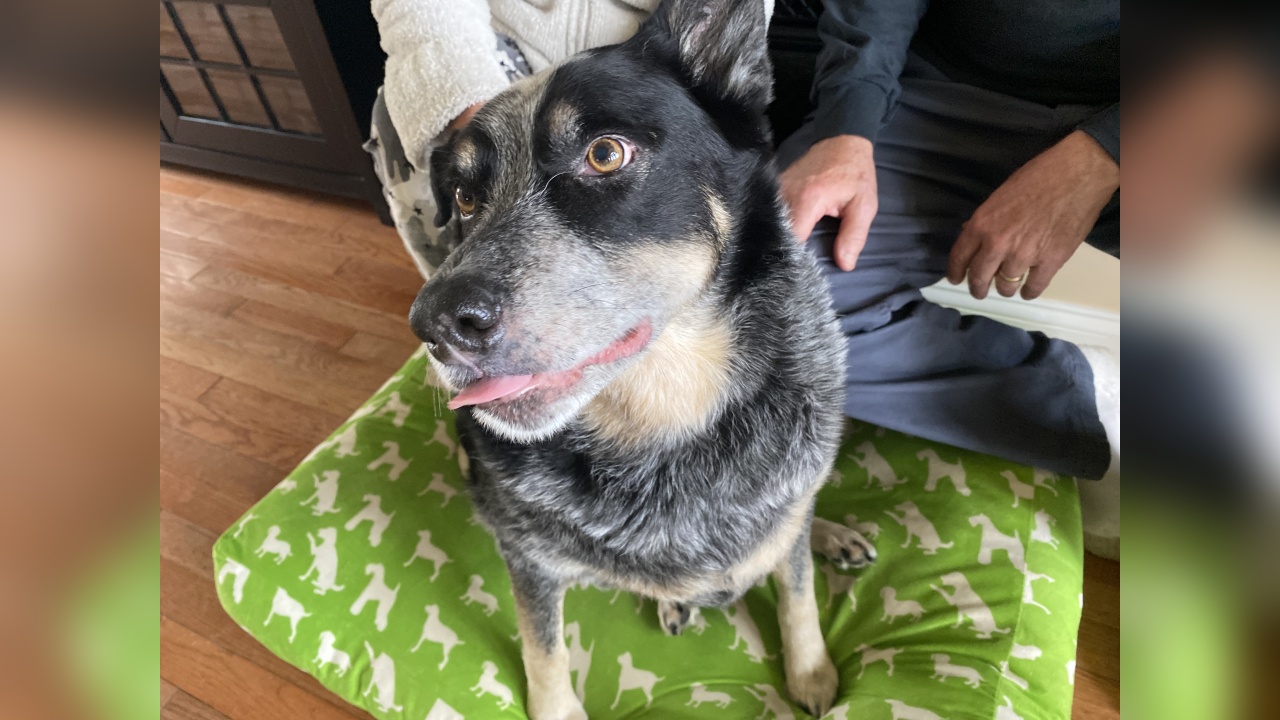 Meet Corky! Our Pet of the Week WNY News Now