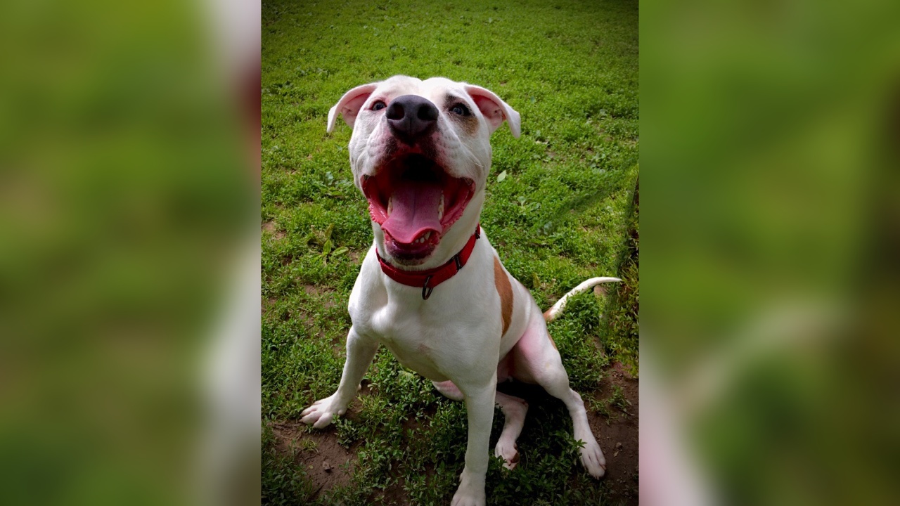 Meet Burr! Our Pet of the Week