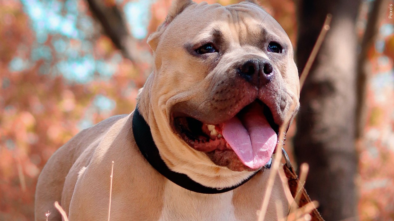 Frewsburg Woman Charged In Death Of Pitbull