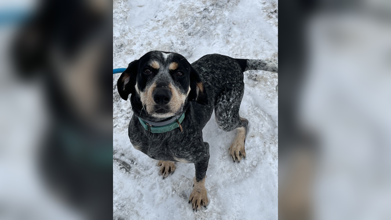 Meet Ruby! Our Pet of the Week