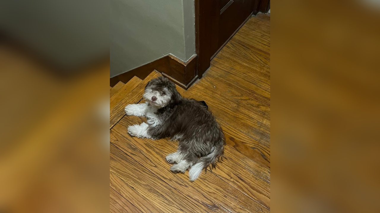 Jamestown Police Join In Regional Search For Stolen SUV, Puppy Dog