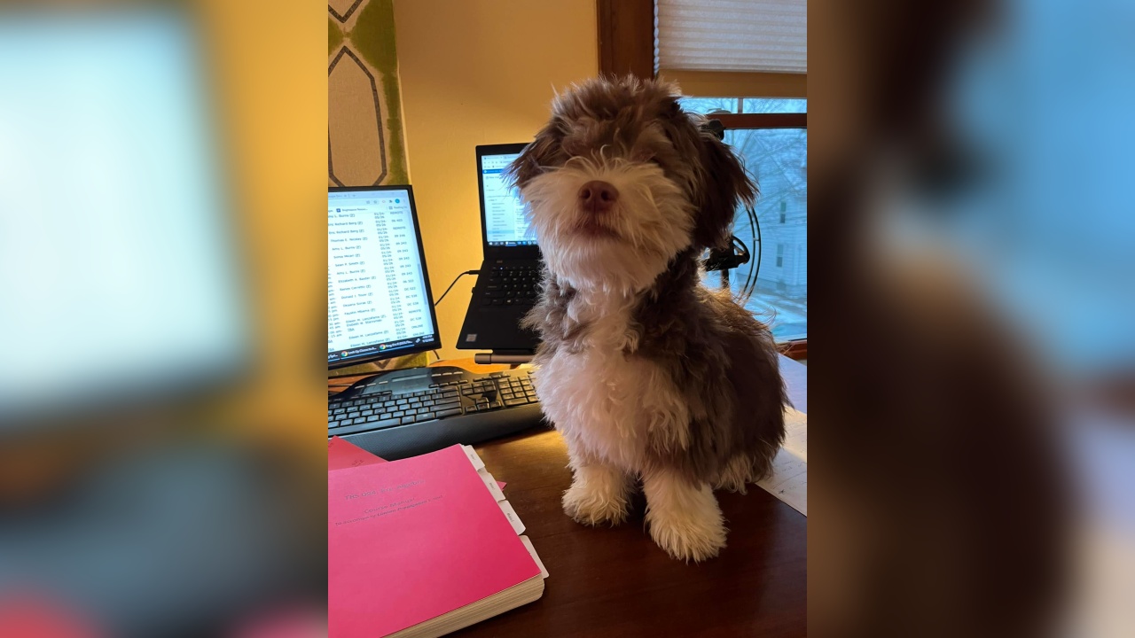 Jamestown Police Join In Regional Search For Stolen SUV, Puppy Dog