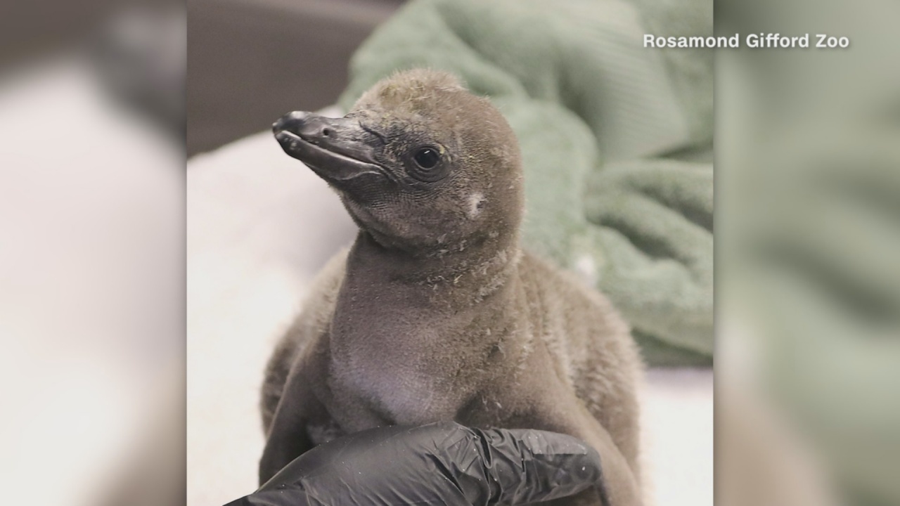 Same-Sex Penguin Couple Become First-Time Dads At New York Zoo