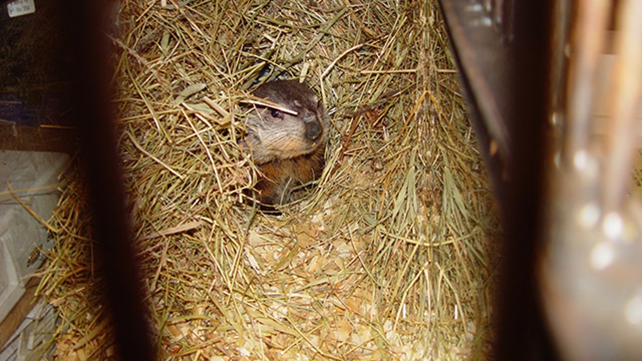 Dunkirk Dave Sees Shadow, Proclaims Six More Weeks Of Winter WNY News Now