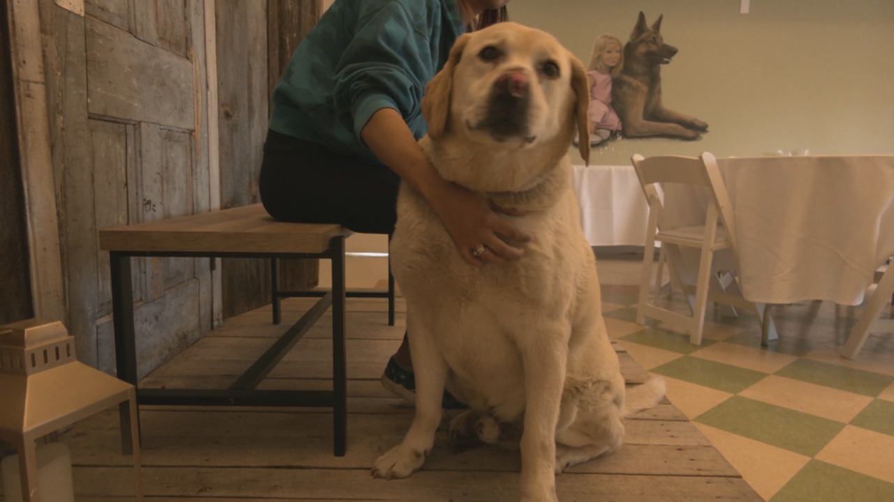 Tips To Keep Your Pets Warm During Freezing Temperatures WNY News Now