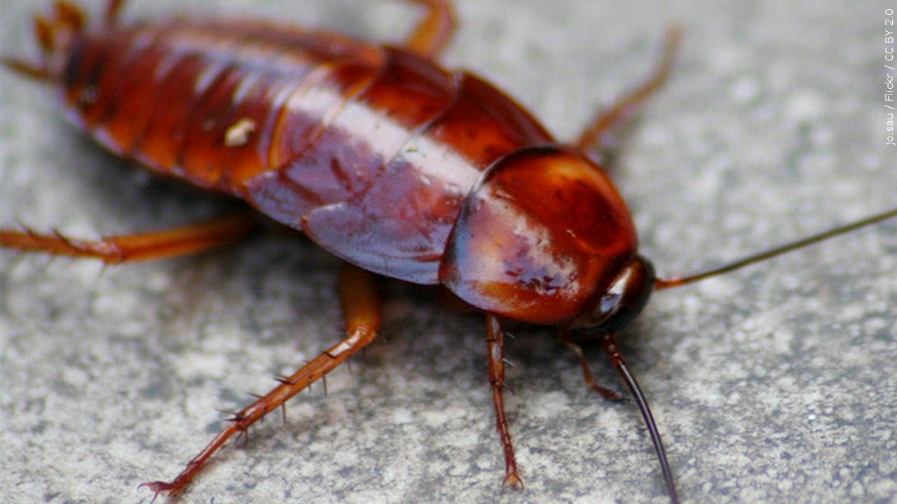 Erie Zoo Invites People To Name A Cockroach This Valentine’s Day 